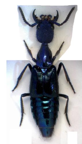 Réf. 311 675 : Plochionocerus fulgens
